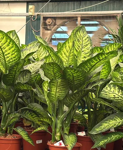 Dieffenbachia 100cm Indoor Plant