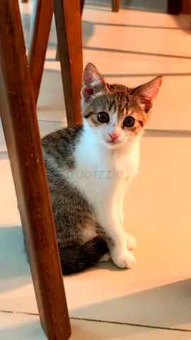 Kittens for free adoption