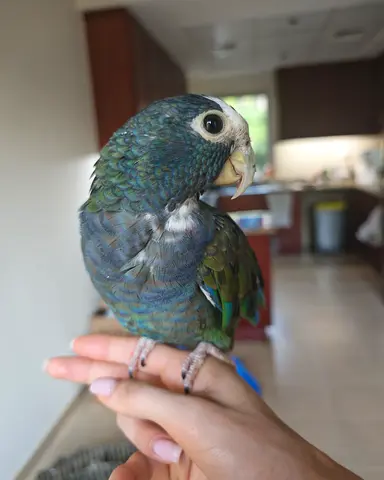 White capped pionus parrot and cage