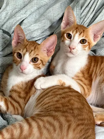 5 Months Cats for Adoption