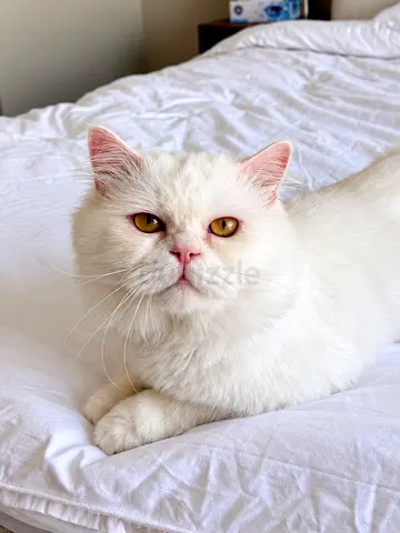 Persian Cat for Adoption | 2-Year-Old Male | Neutered & Vaccinated