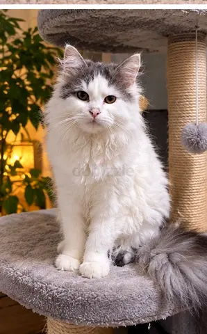 Cat قط