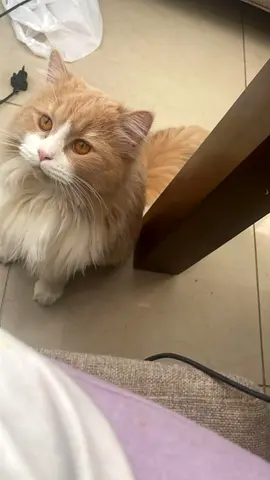 Cat for free adoption