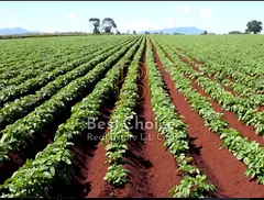 168,000 Sq. Ft. Agricultural Corner Plot in Al Helio 2, Ajman