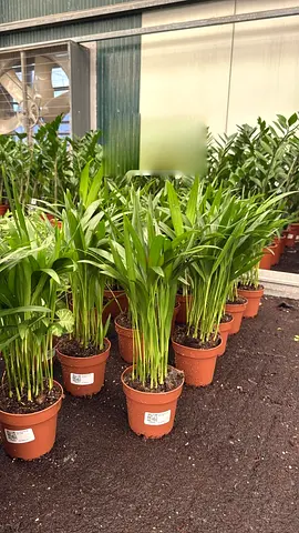 Areca Palm 45cm Indoor Plant