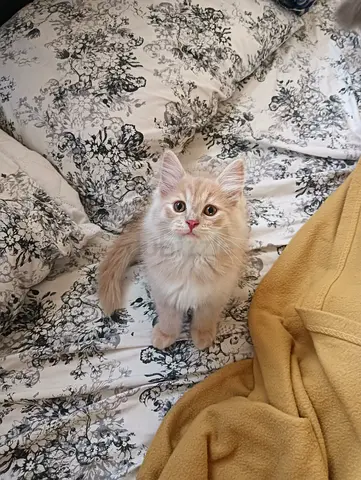 Pure Persian Kittens
