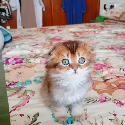 Gold brown Scottish fold female young kitten