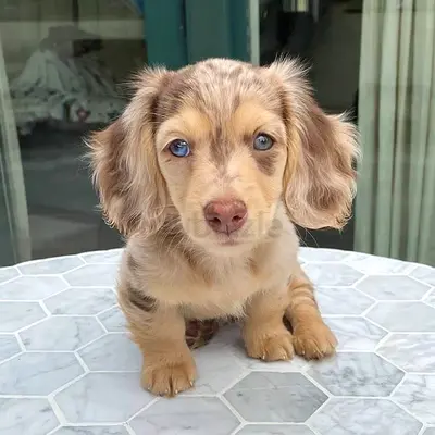 Long-Haired Dachshund Puppy — Healthy, Playful