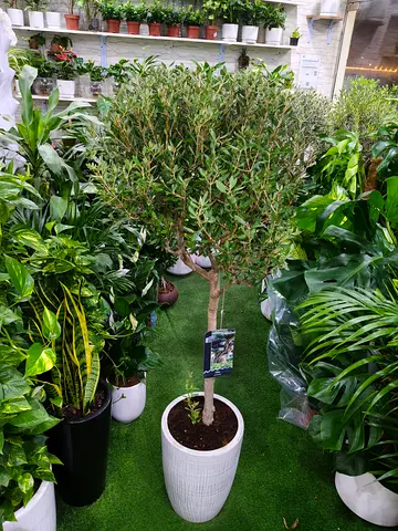 Premium Indoor Olive Tree in Elegant White Pot – Luxury Home & Office Decor
