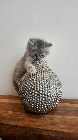 Pet for adoption
