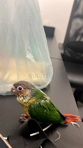 Green Conure Parrot — Friendly Pet Bird, Ready for New Home