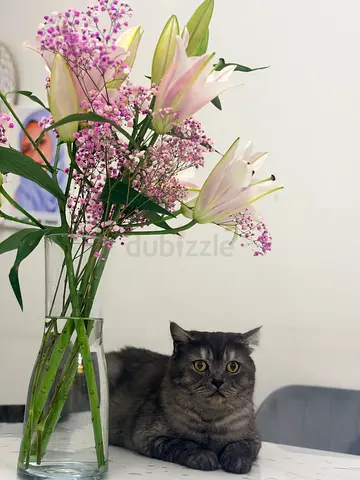 Calm Grey Tabby Cat - Friendly Indoor Companion