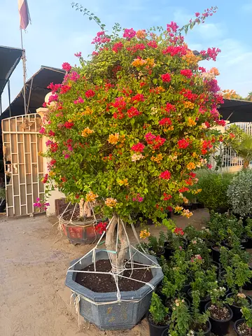 Bougainvillea Multi‑Color – Rainbow Flowering Plant – Healthy & Ready for Planting – UAE Nursery