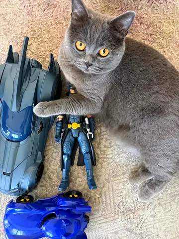Cat, free to Good Home