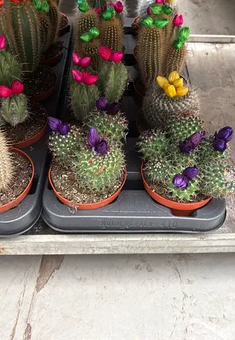 Flowering Cactus 10.5cm Pot