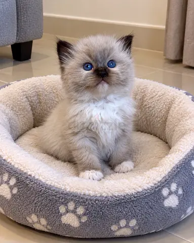 Ragdoll Kittens Available - Raised With Care And Friendly