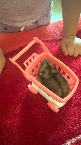 Humster for free with pack of food