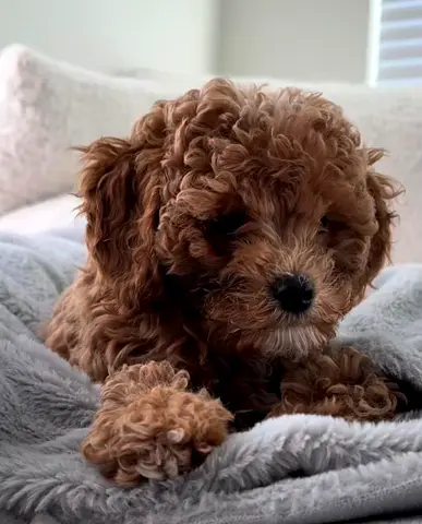 Maltipopo puppy
