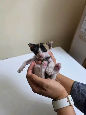 Young calico kitten - 3 weeks old, looking for a home
