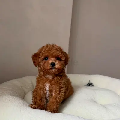 Tiny Toy Cavapoo Puppy — 10 weeks, vaccinated