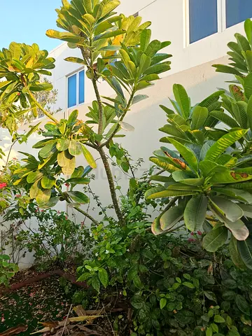 Large Plumeria for sale