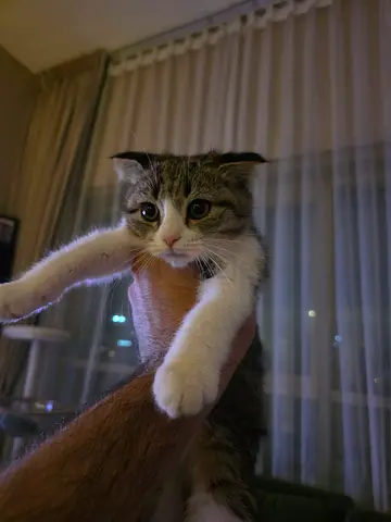 70 days female short hair Grey tabby & white Scottish Fold kitten available for adoption