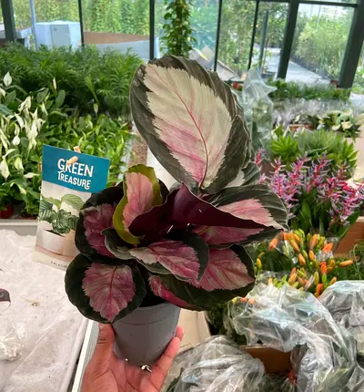 Calathea Green Treasure – Variegated Indoor Plant – Premium Foliage – Home Décor UAE