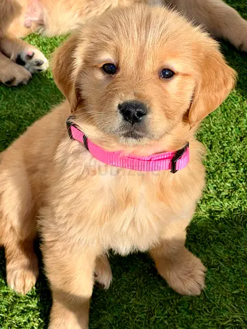 2 months old Golden retriever puppies
