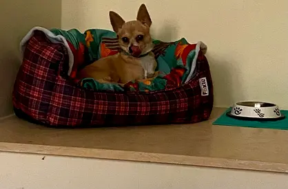 4 y.o. Chihuahua - Ready for Adoption in Dubai