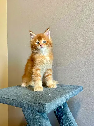 Mainecoon kittens free for adoption