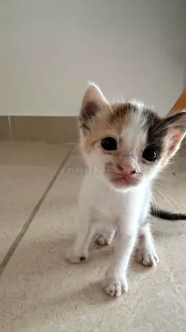 Small female kitten available for adoption — approx 6 weeks old