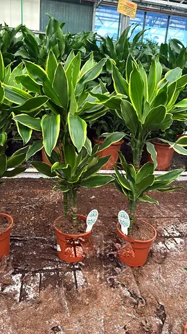 Dracaena Indoor Plant