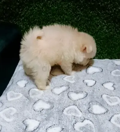Maltipom puppy