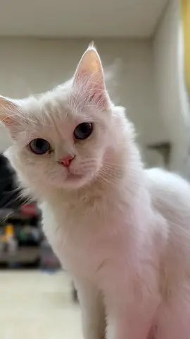 Friendly female … white long-haired  looking for a new home