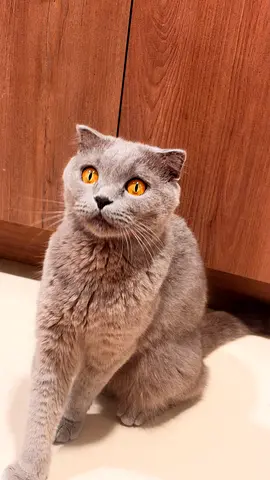 Scottish fold for free adoption