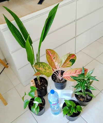 5 indoor potted plants collection - mixed varieties, healthy and ready