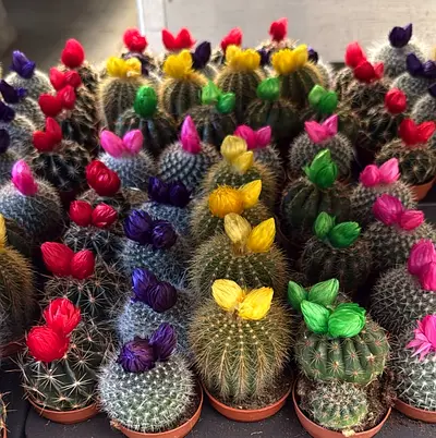 Flowering Cactus 5.5cm Pot