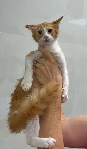 FLUFFY BIG FOOT Ginger Brothers for Adoption
