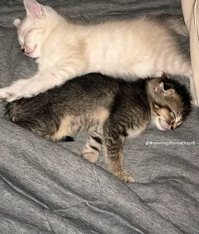 Hi every one who is interested to adopt the mother and father and babies cat call me free