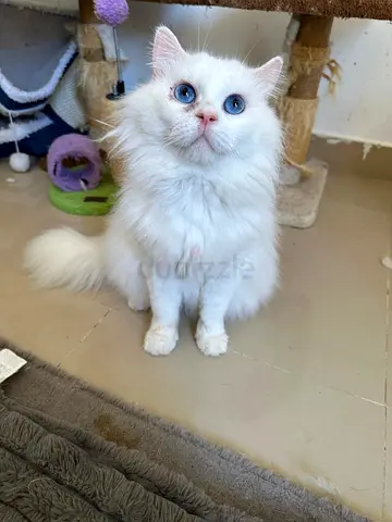 Turkish Angora - FIP Warrior