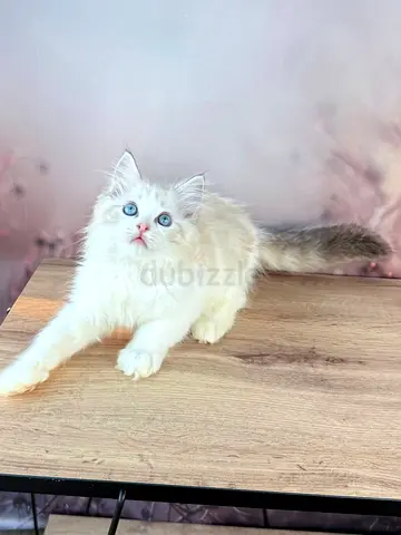 Ragdoll kitten free for adoption