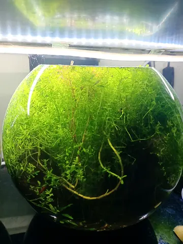 Shrimp Bowl