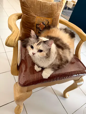 Sweet, friendly cats for free adoption (Ragdoll and Himalayan)