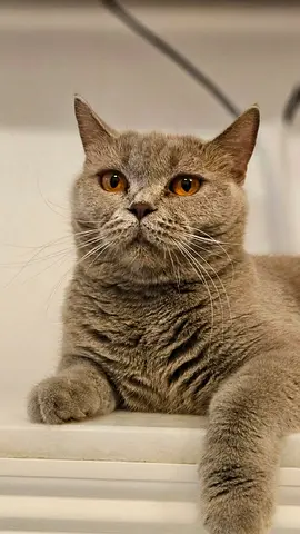 British shorthair Purebred Cat for Adoption