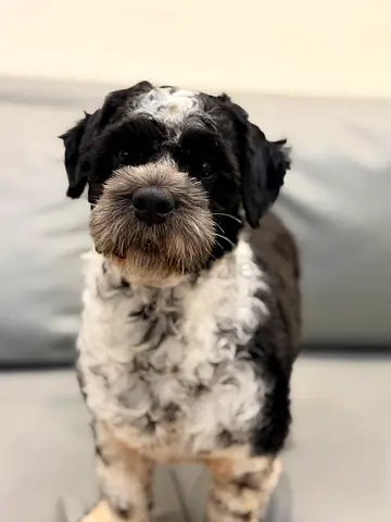 Friendly small black-and-white shizu dog looking for a new home. No traders will be entertained.