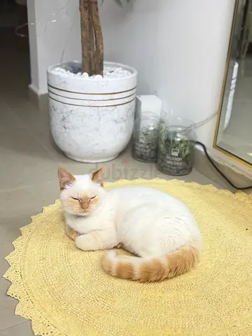 Friendly white and cream cat available for adoption — calm indoor .. age7 months