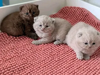 British shorthair kittens available for adoption