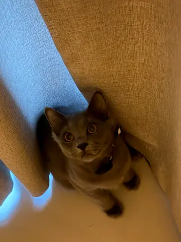 Young gray Shorthair cat looking for new home - Trained - 7 months old- friendly and loving, 2 cats