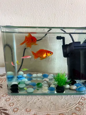 Take all the fishes