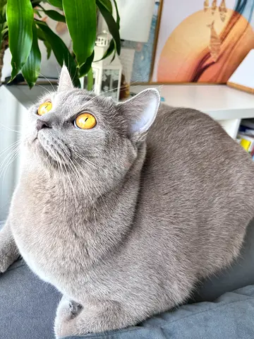 3 yrs old female British shorthair cat for adoption